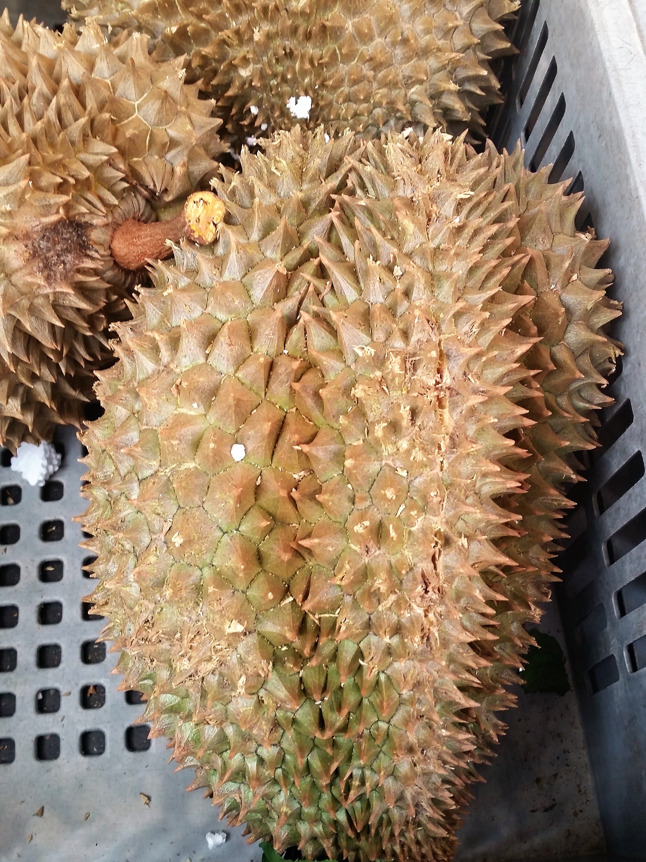  durián